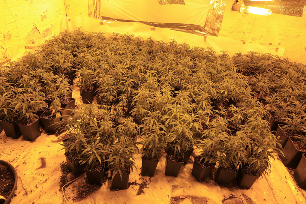 Cannabis Farm 02.jpg