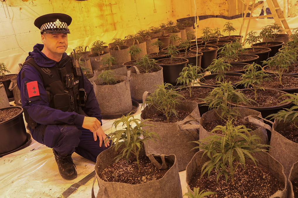 Cannabis Farm 03.jpg
