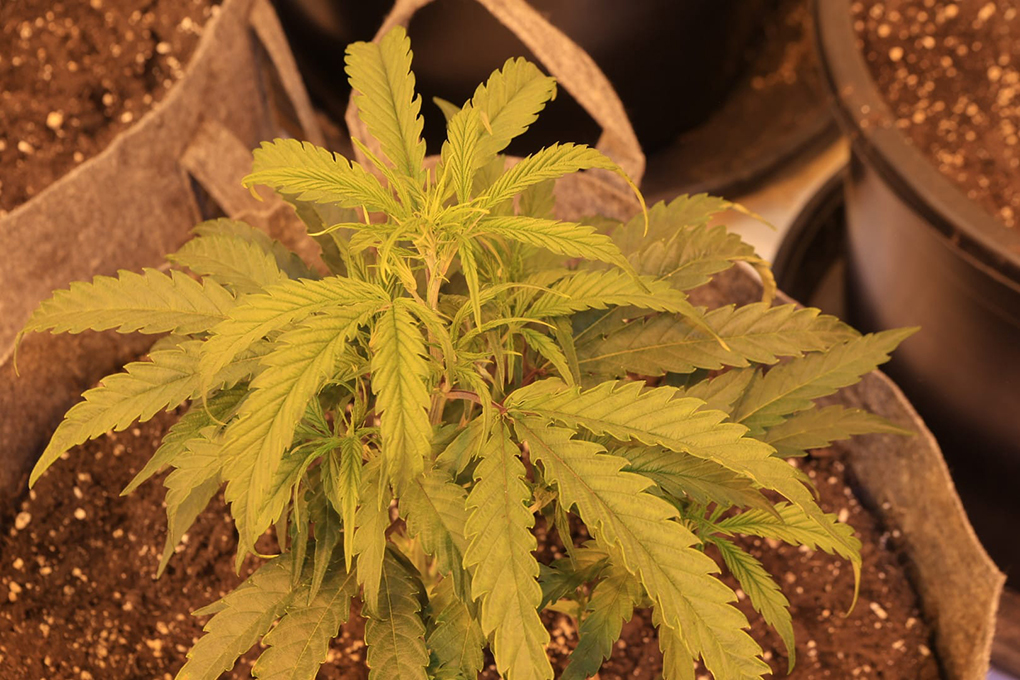 Cannabis Farm 04.jpg