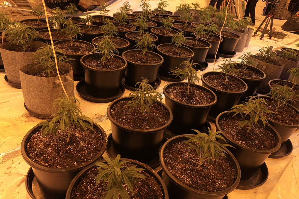 Cannabis Farm 05.jpg