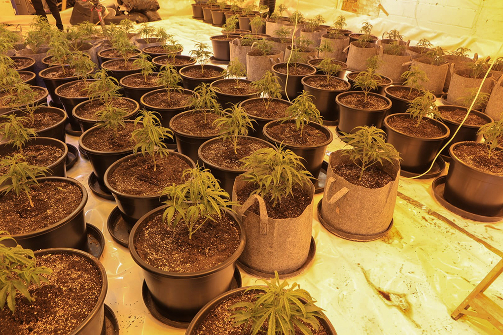 Cannabis Farm 06.jpg