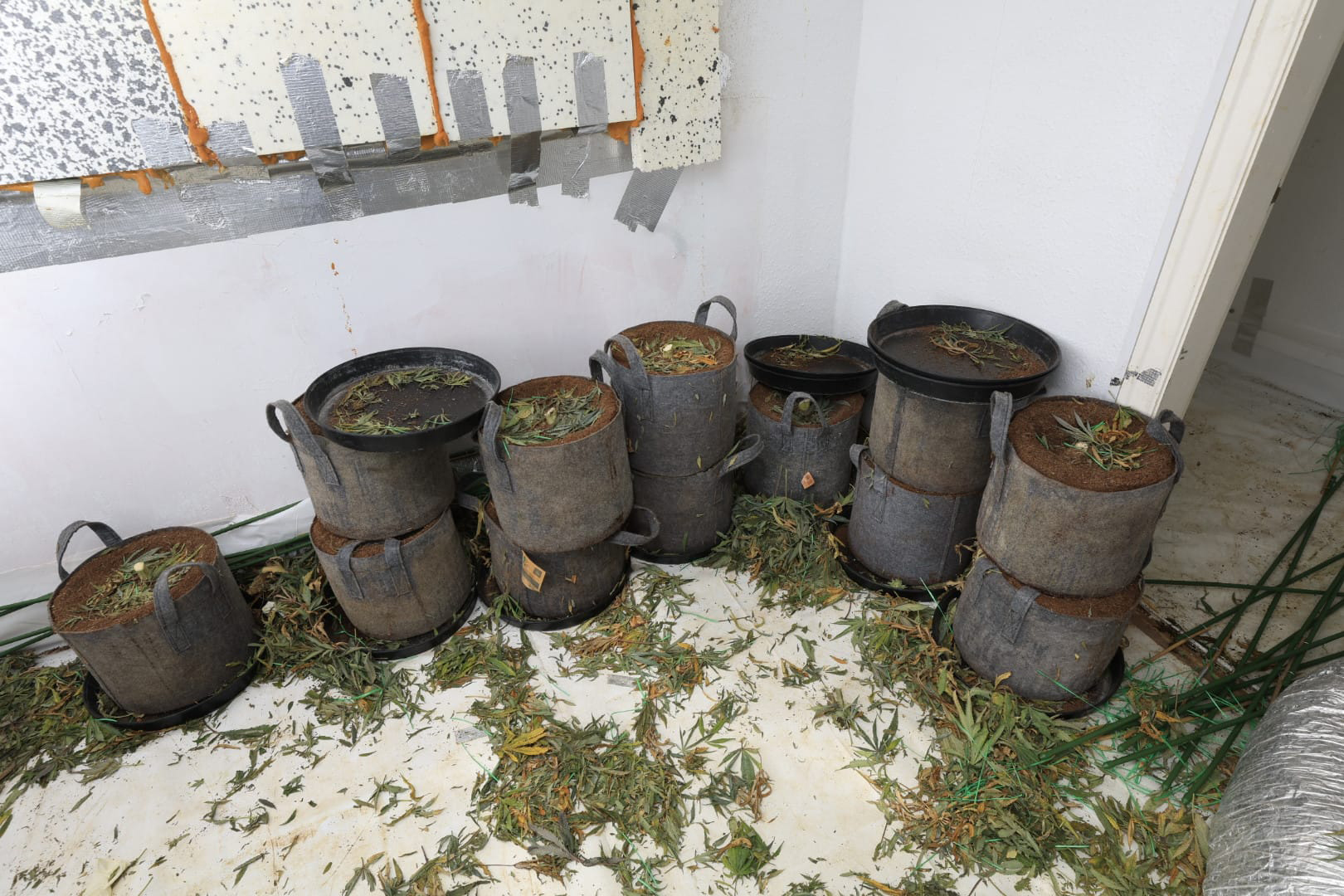 Cannabis Farm 2 03.jpg