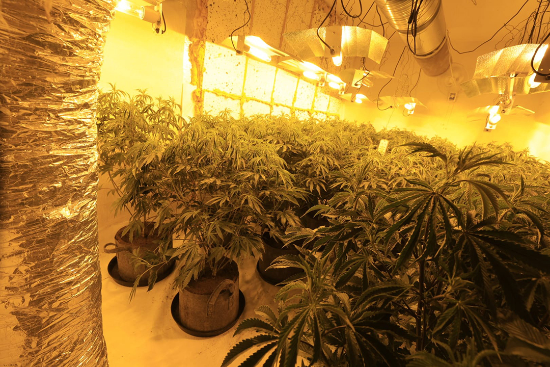 Cannabis Farm 2 05.jpg