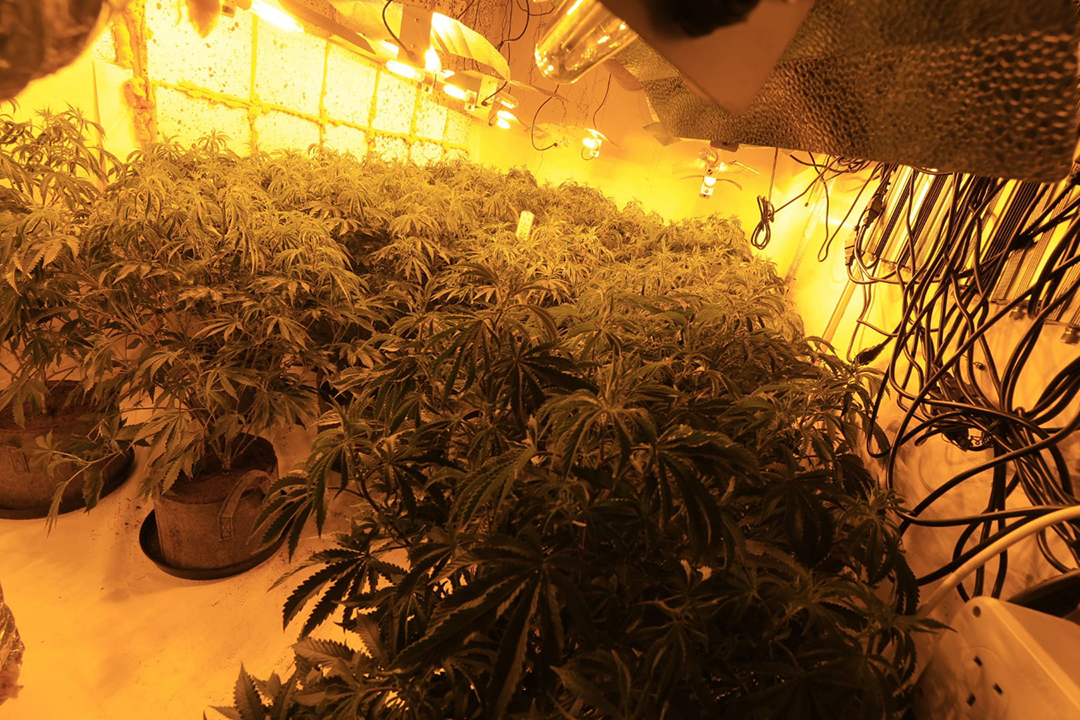 Cannabis Farm 2 06.jpg