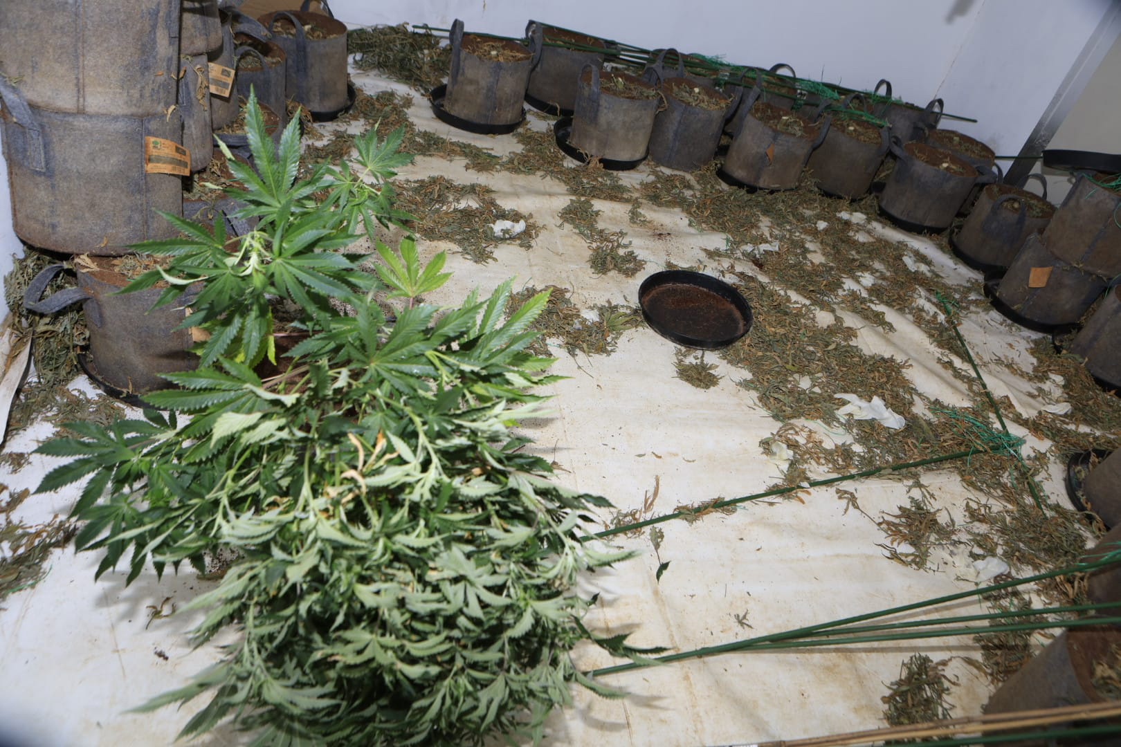 Cannabis Farm 2 08.jpg