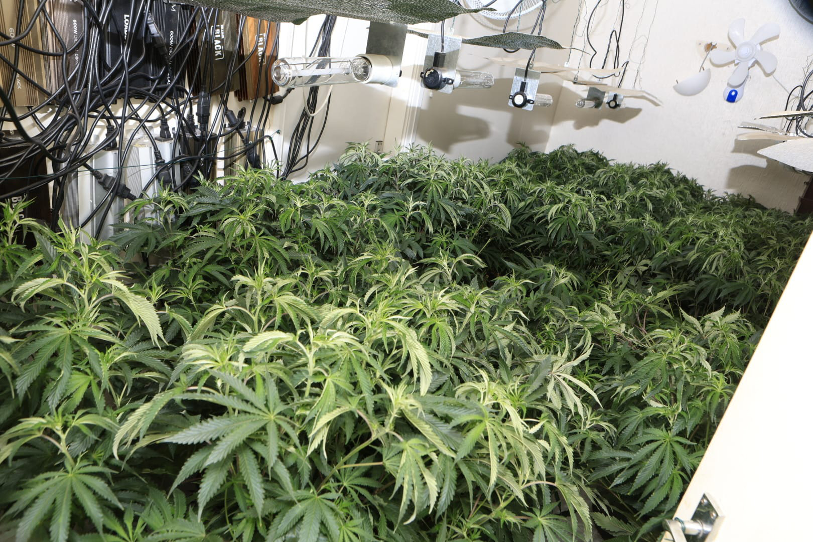 Cannabis Farm 2 09.jpg