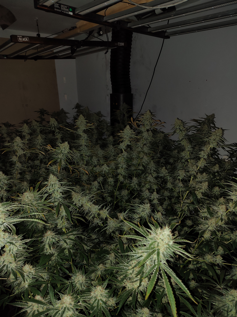 AVRO-Bolton-cannabis1.jpg