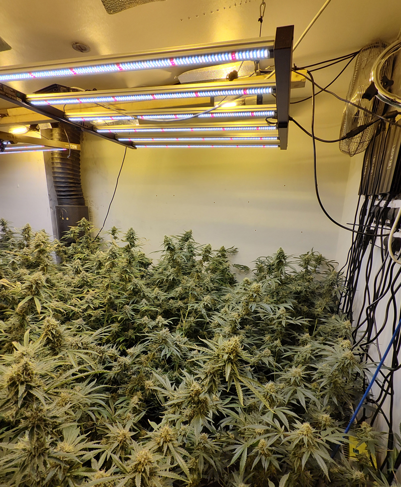 AVRO-Bolton-cannabis2.jpg