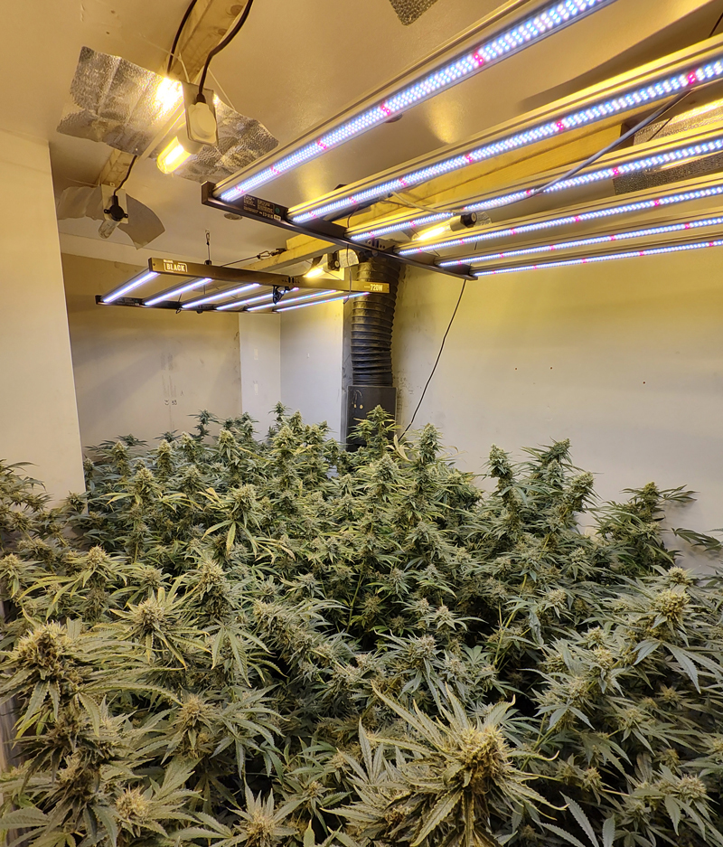 AVRO-Bolton-cannabis3.jpg