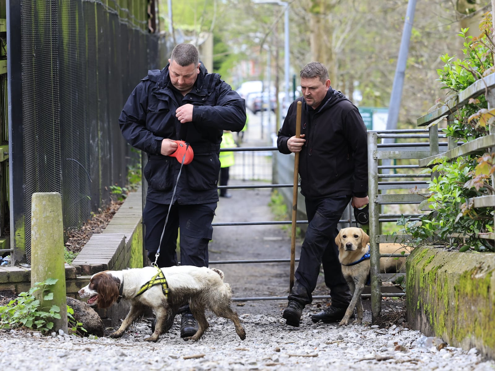 search dogs 2