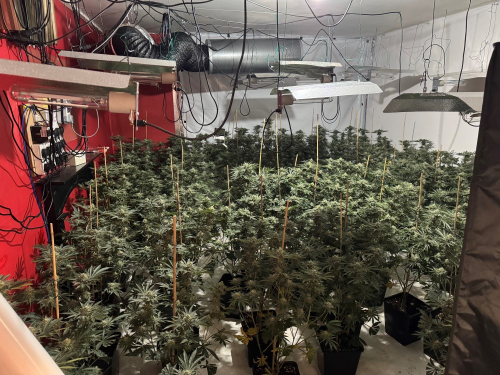 Bolton cannabis