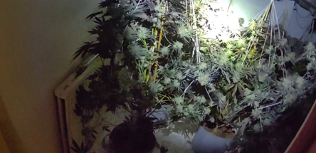 Cannabis recovered