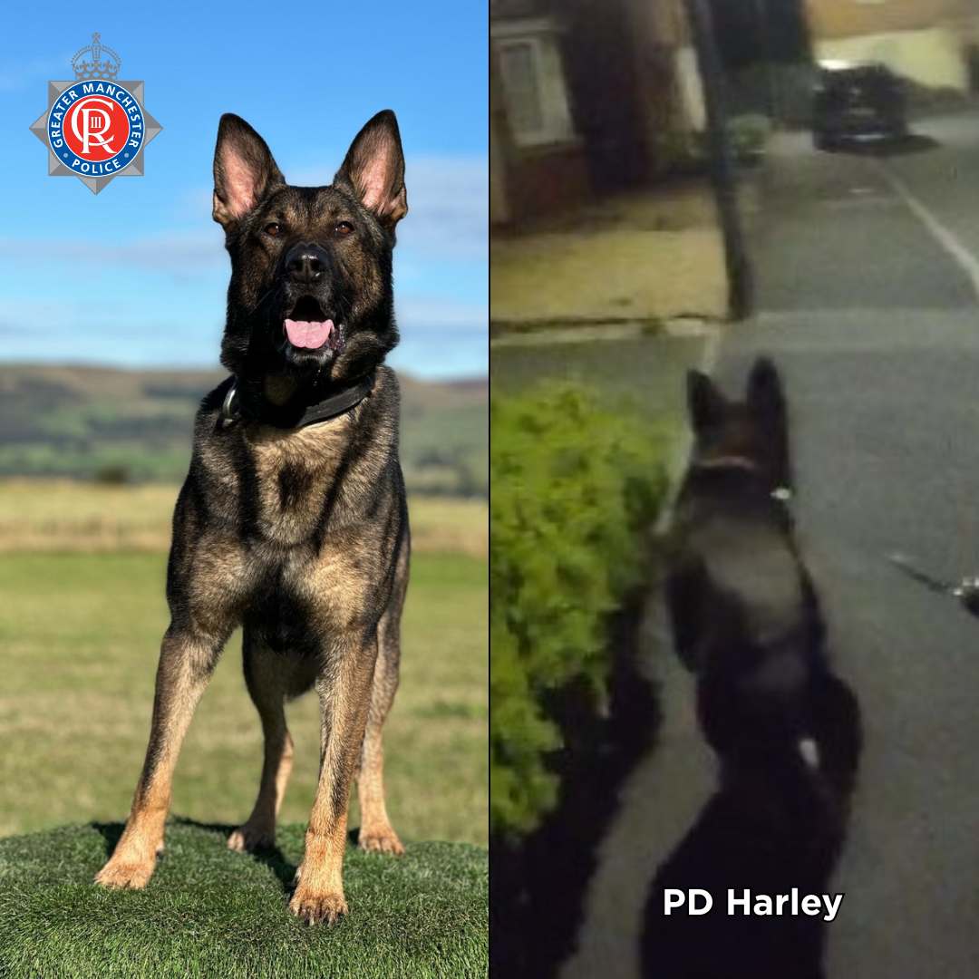 PD Harley