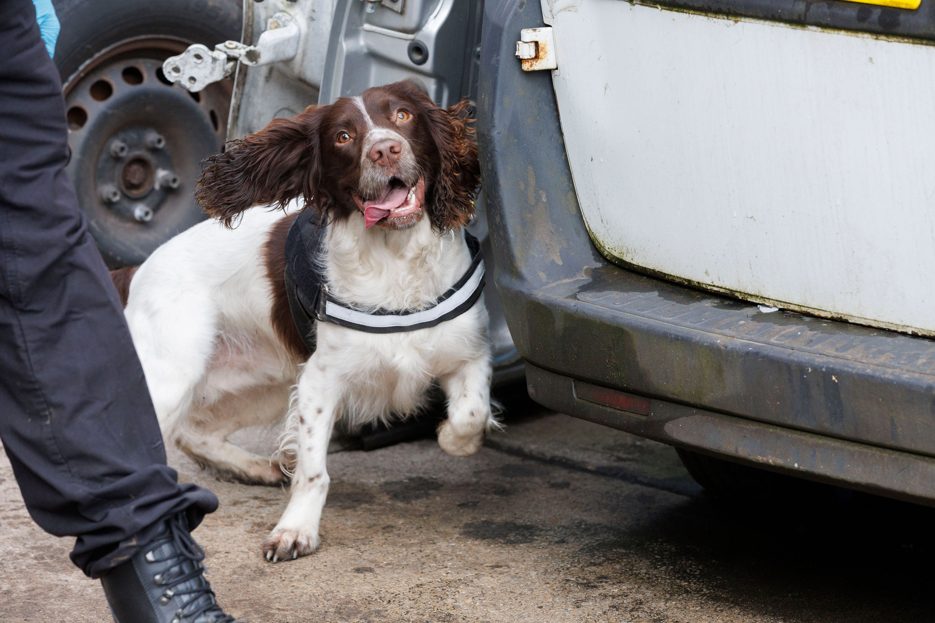 GMP search dog