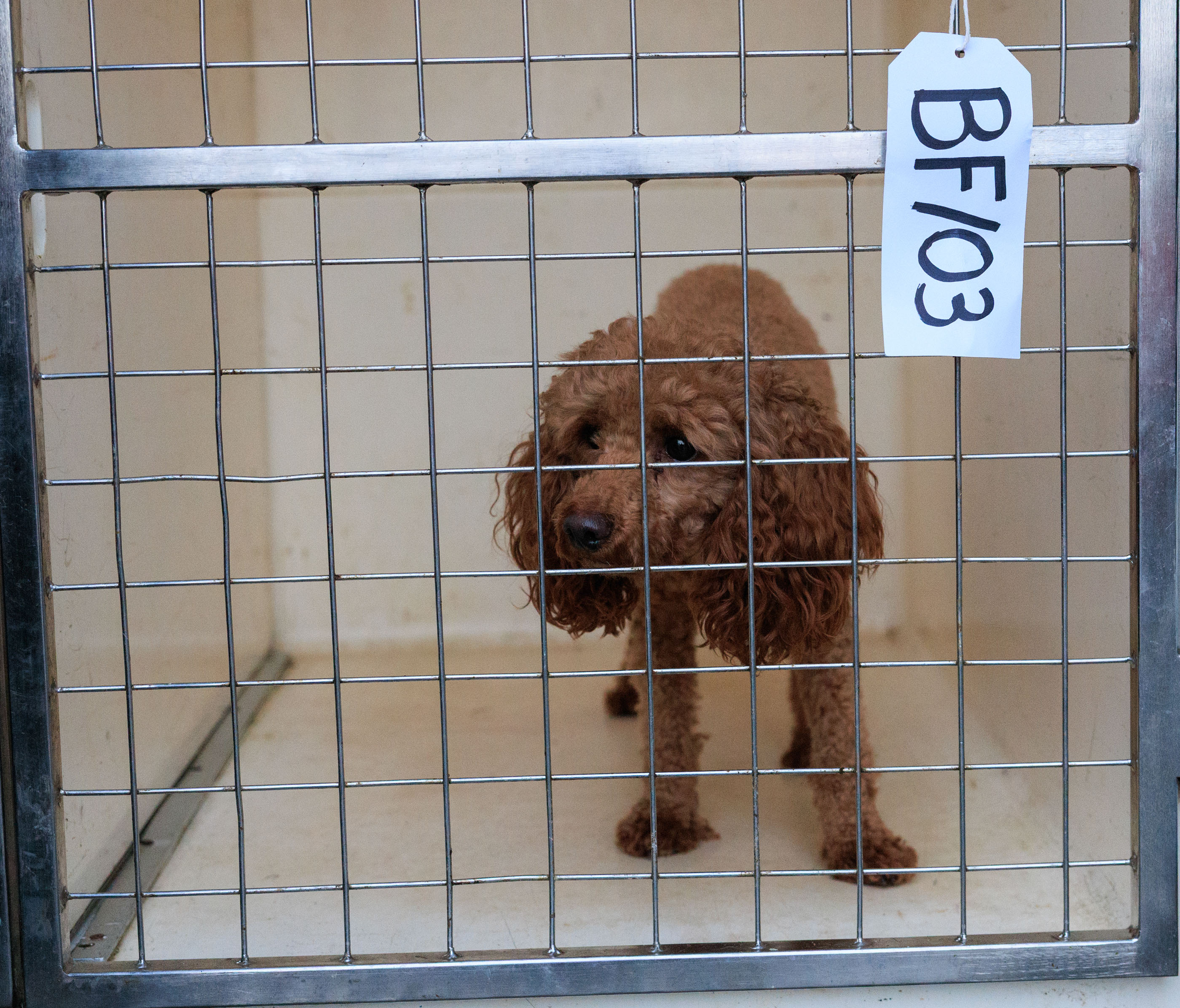 71 dogs and puppies rehomed following concerns of illicit puppy sales