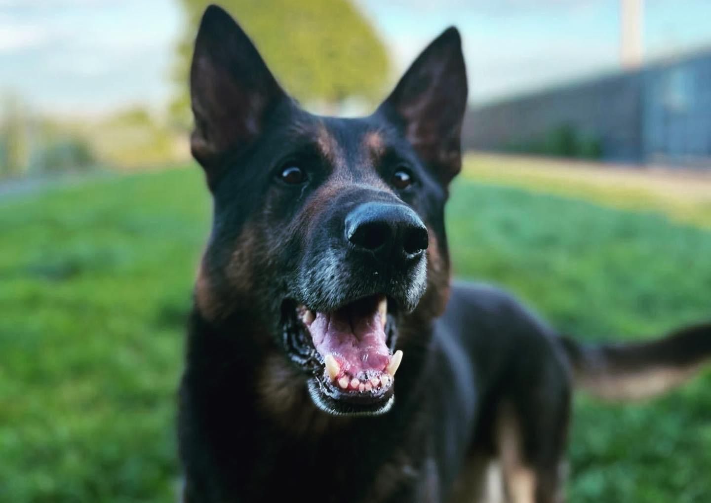 PD Jax has retired after eight years with GMP