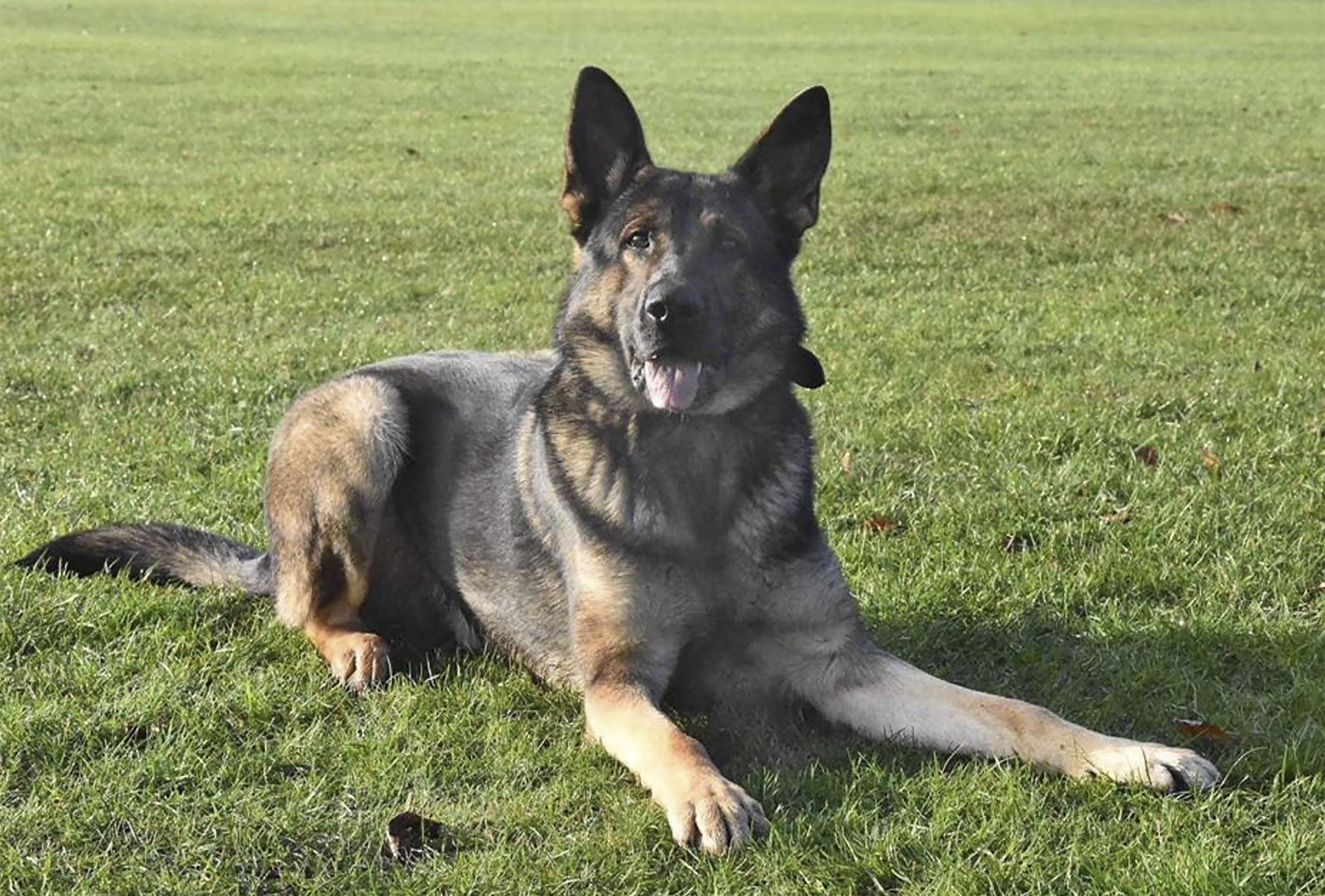 PD Ted having a well-deserved rest