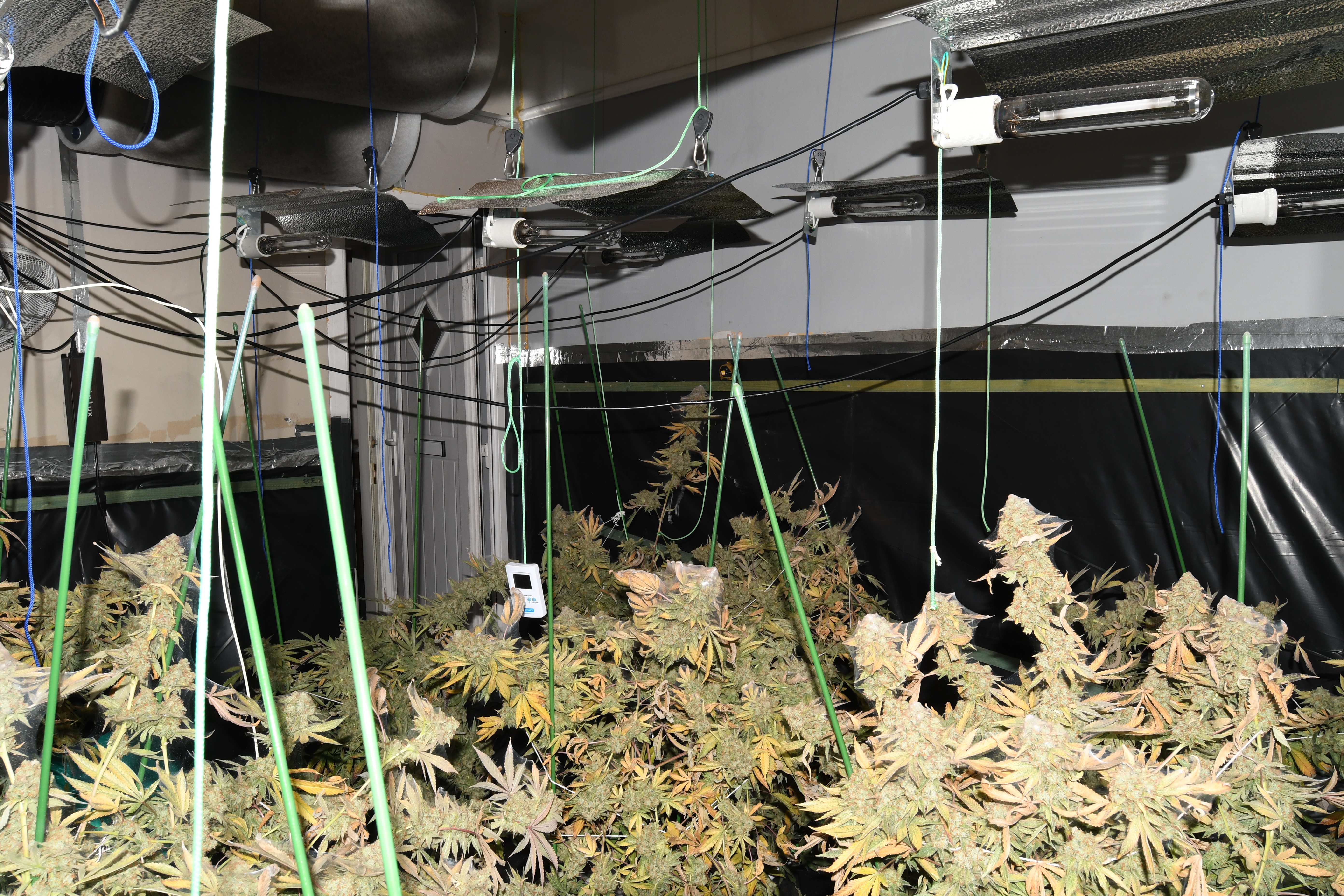 Cannabis plants