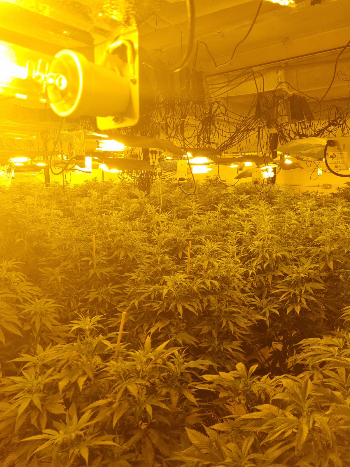 Millions of pounds worth of cannabis seized in the city centre just before Christmas