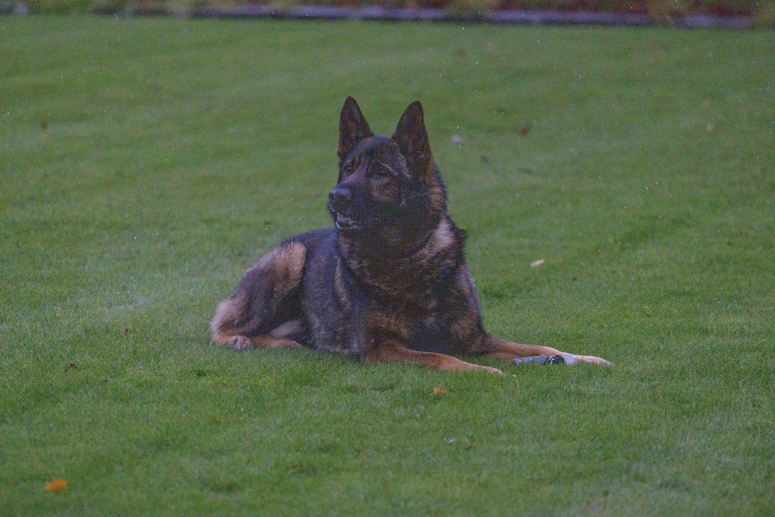 PD Tommy
