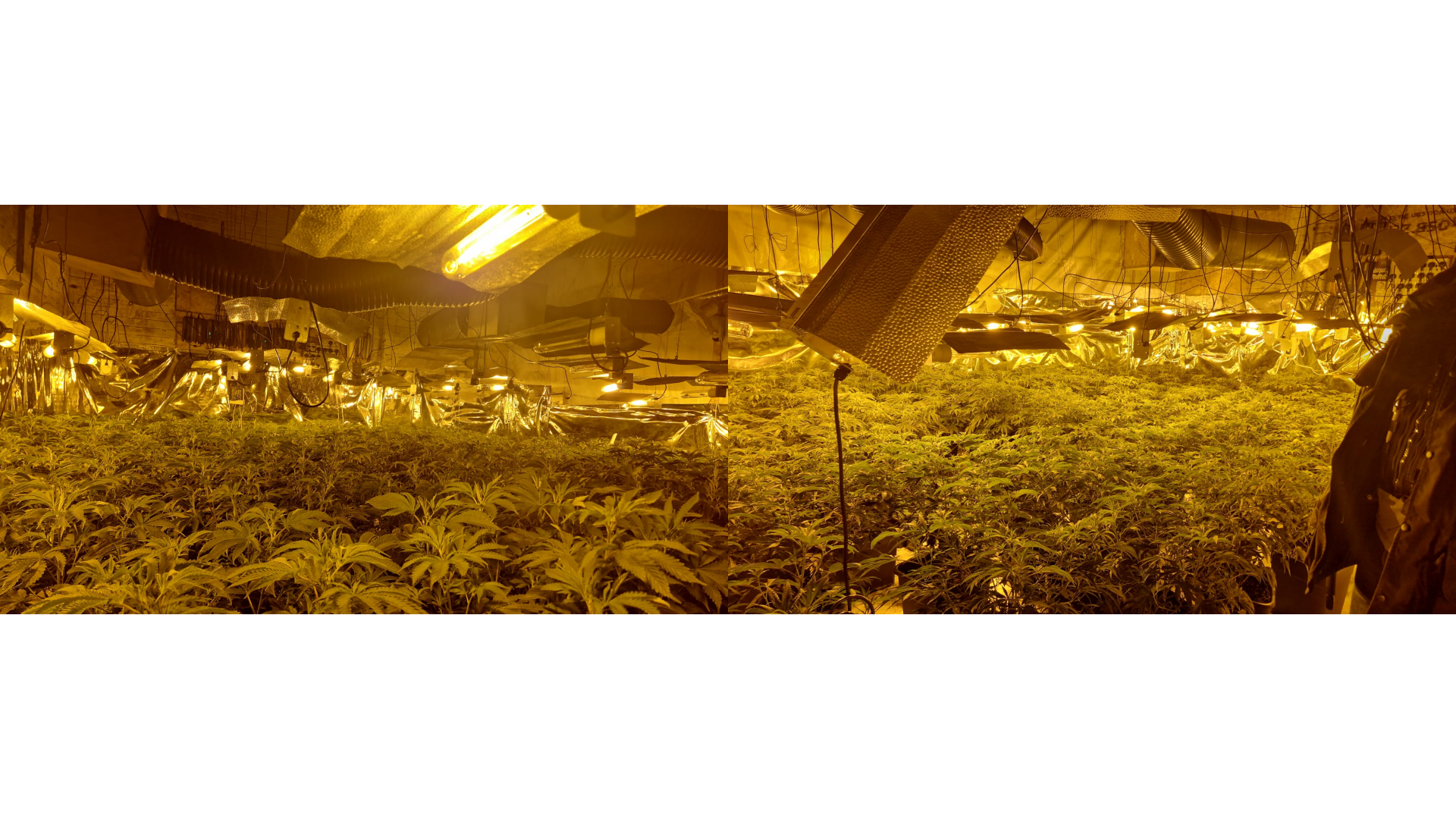 CANNABIS