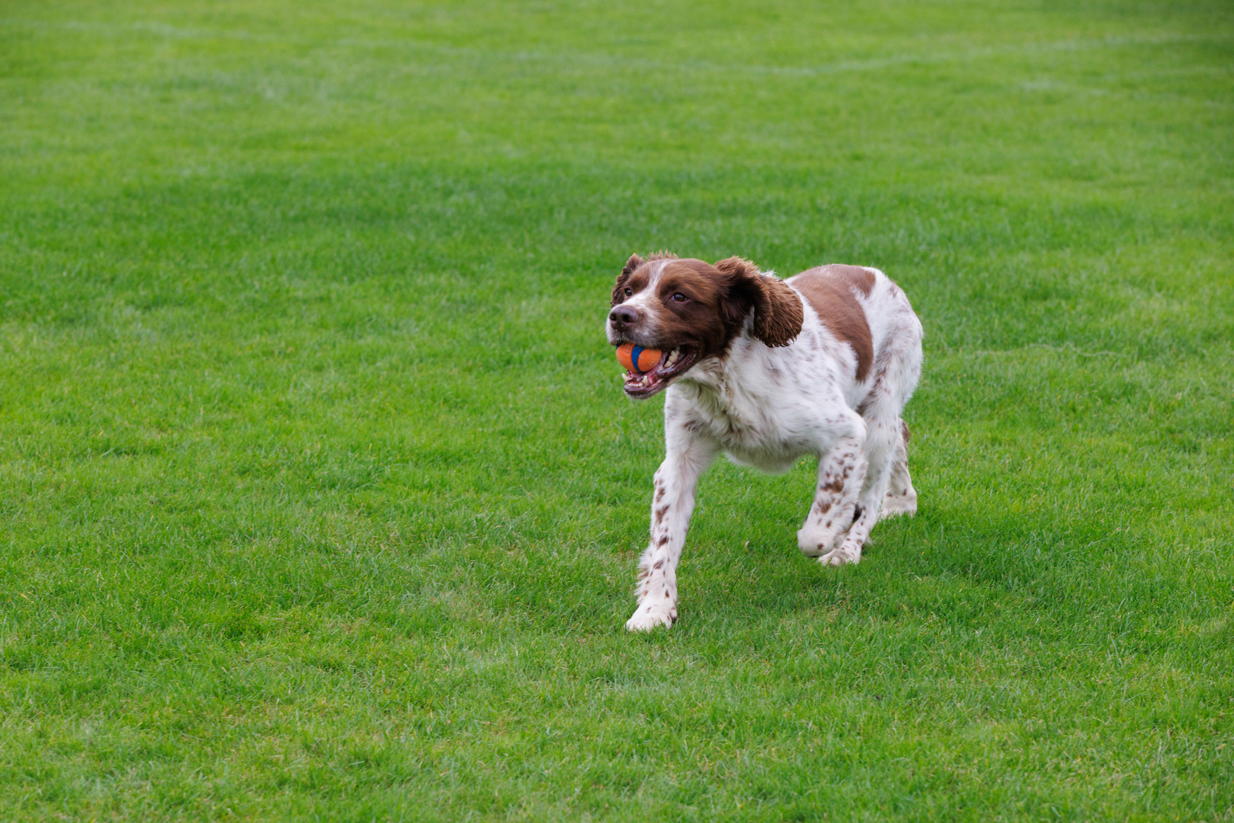 Recently retired police dog Hugo