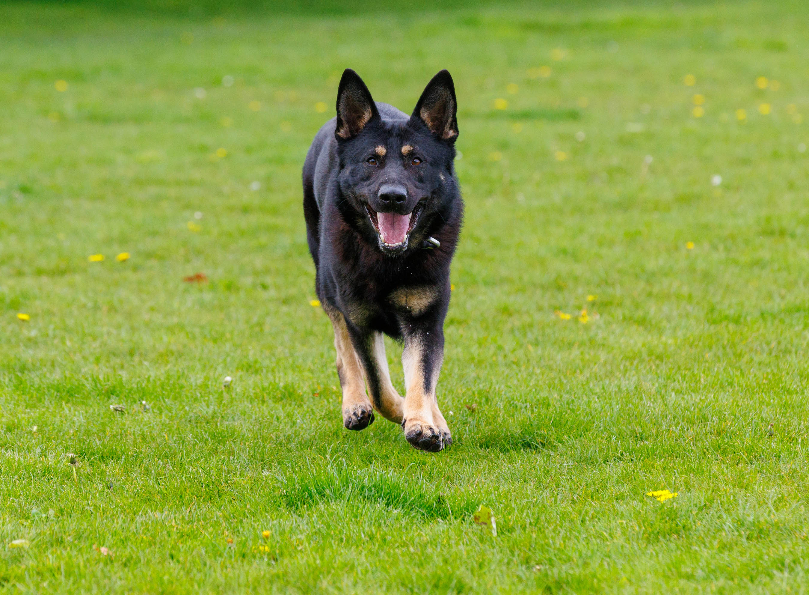 PD Brian is one of four new licensed police dogs for GMP