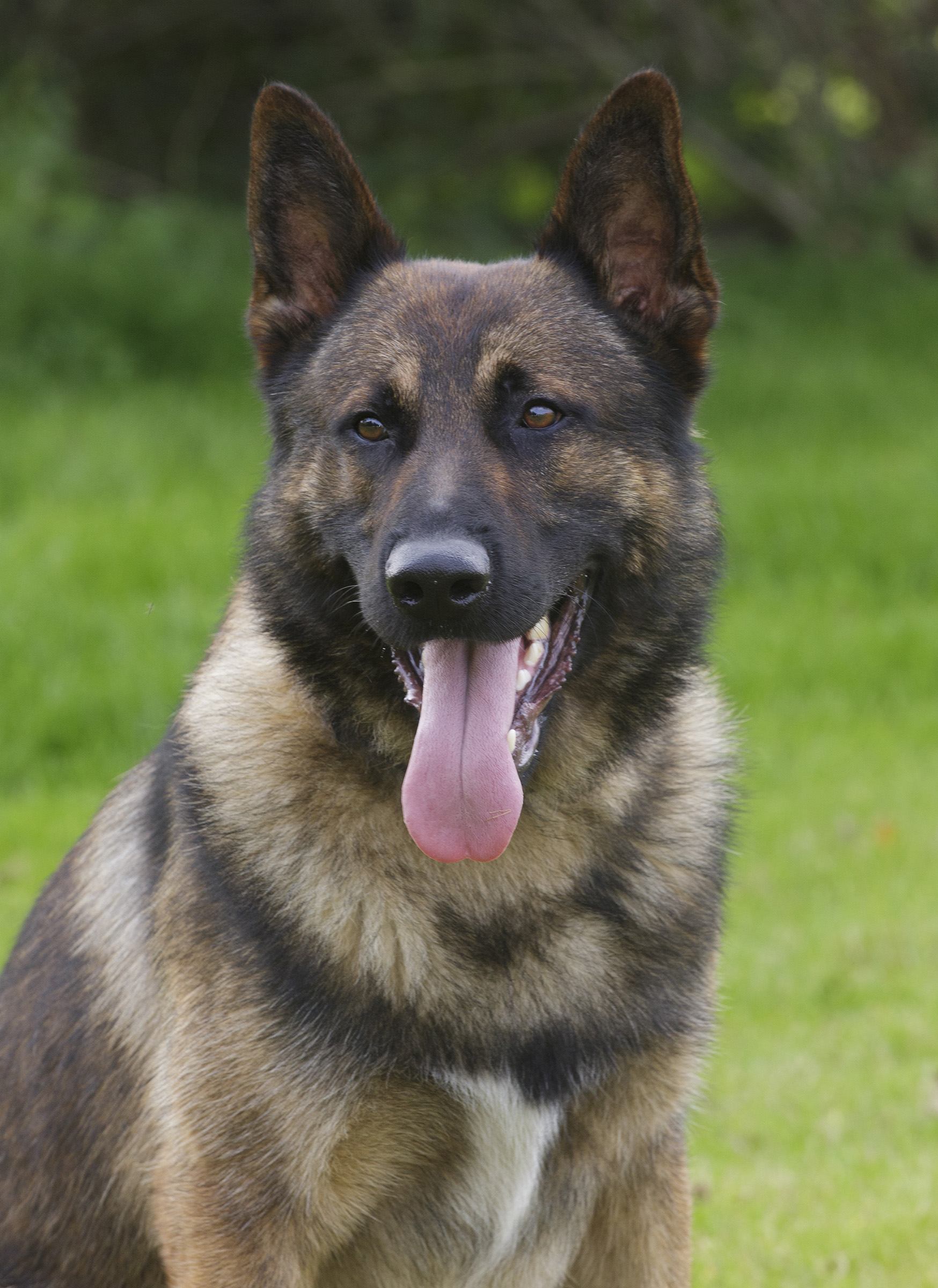 pd kyp helped arrest the offender 