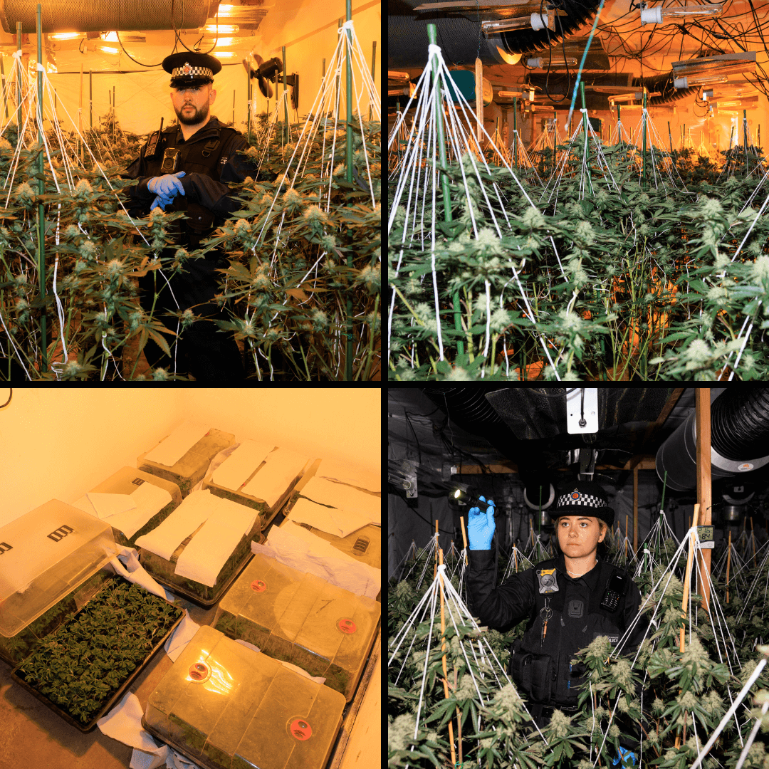 cannabis collage (1).png