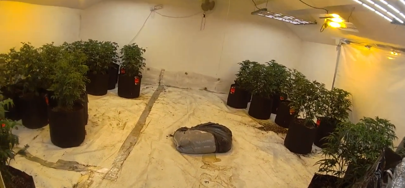 wigan cannabis farm 3.png