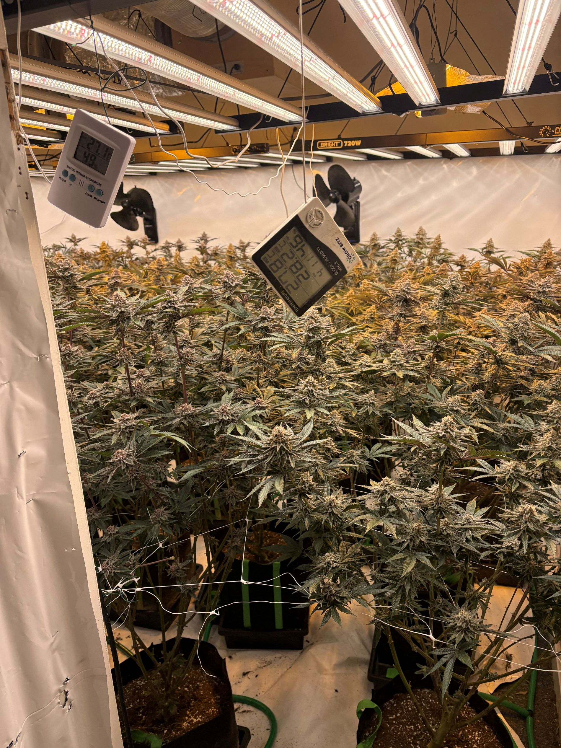 drug farm image 