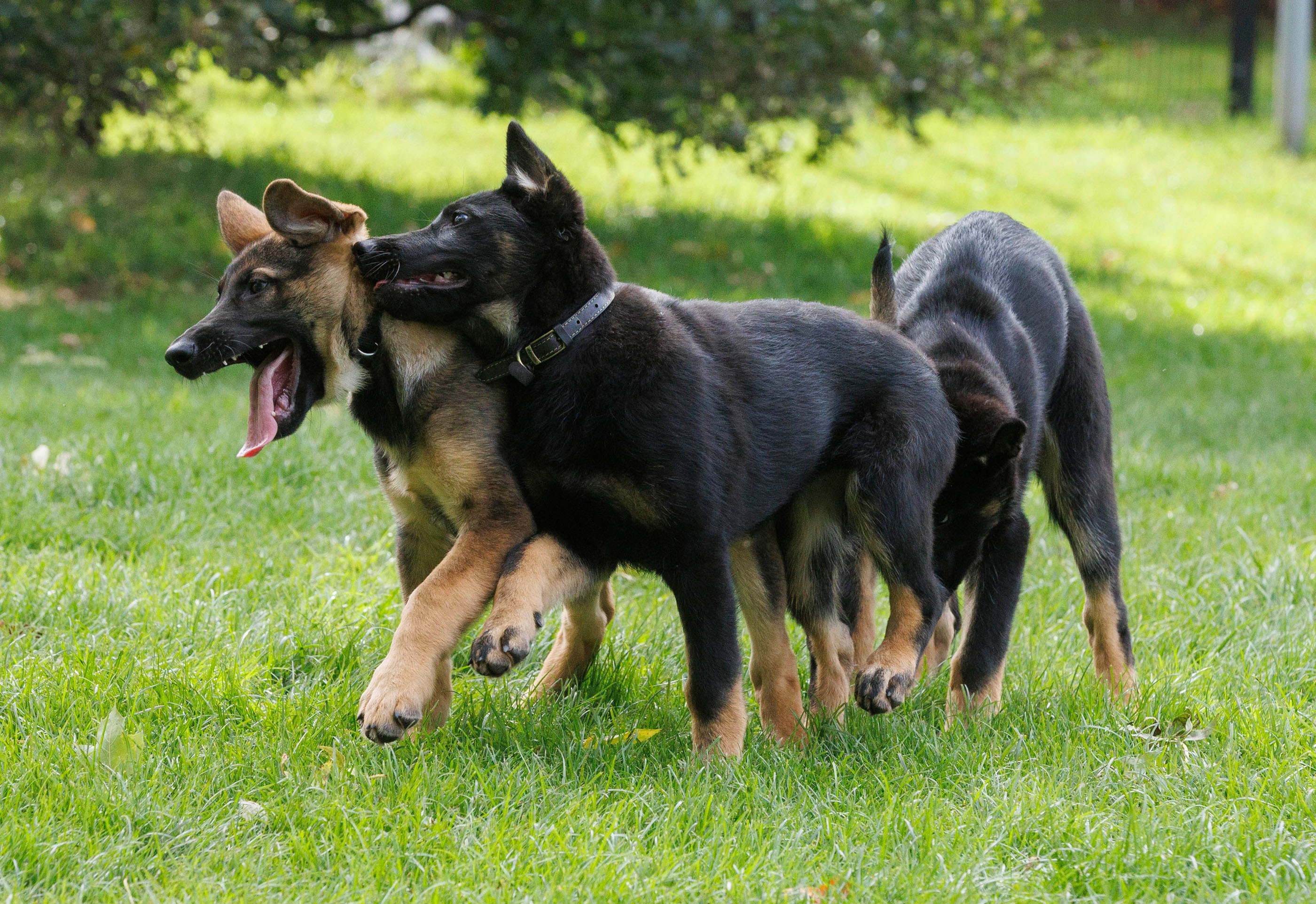 GMP recently welcomed six new pups to their Tactical Dog Unit
