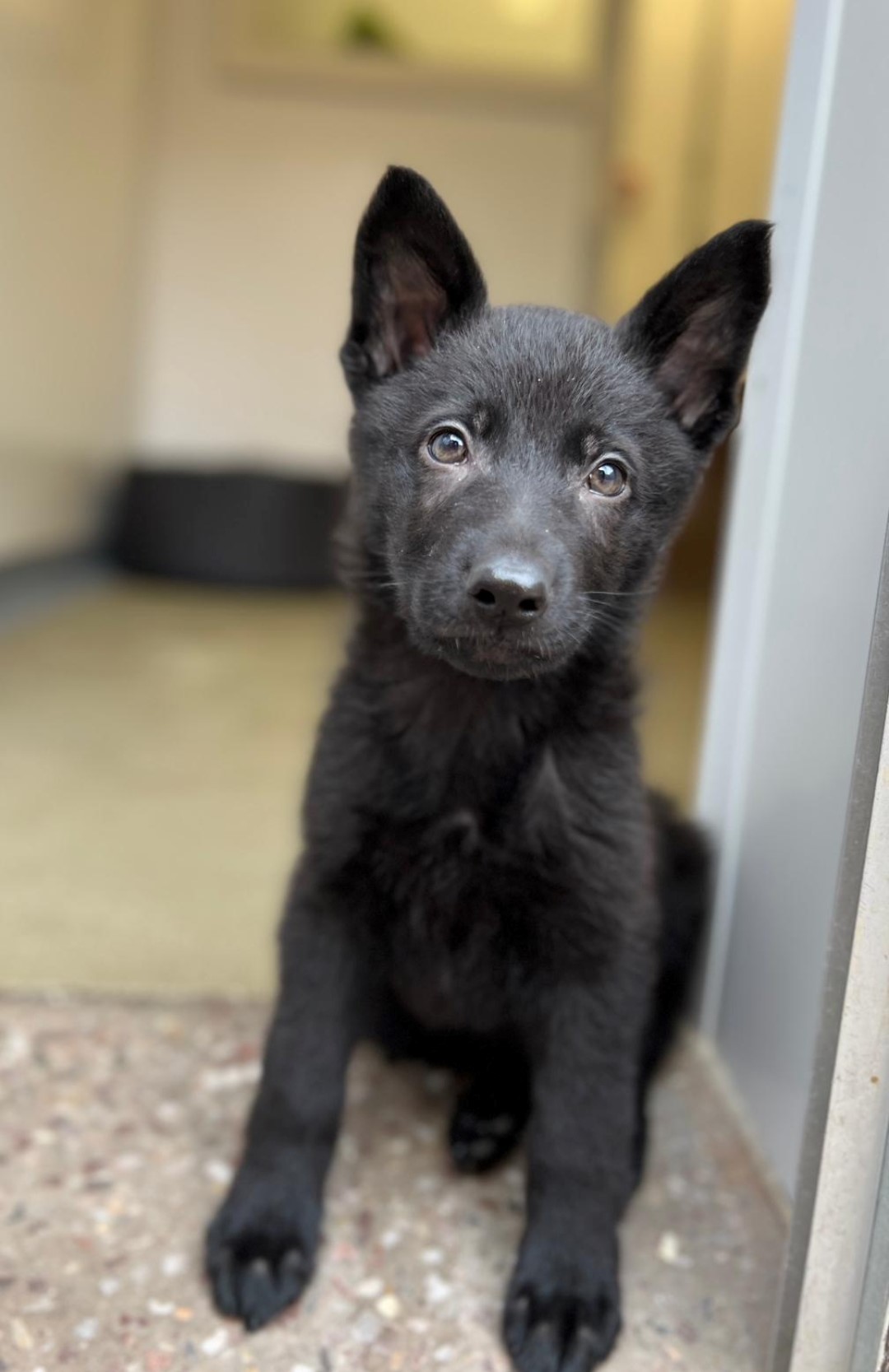 PD Beau