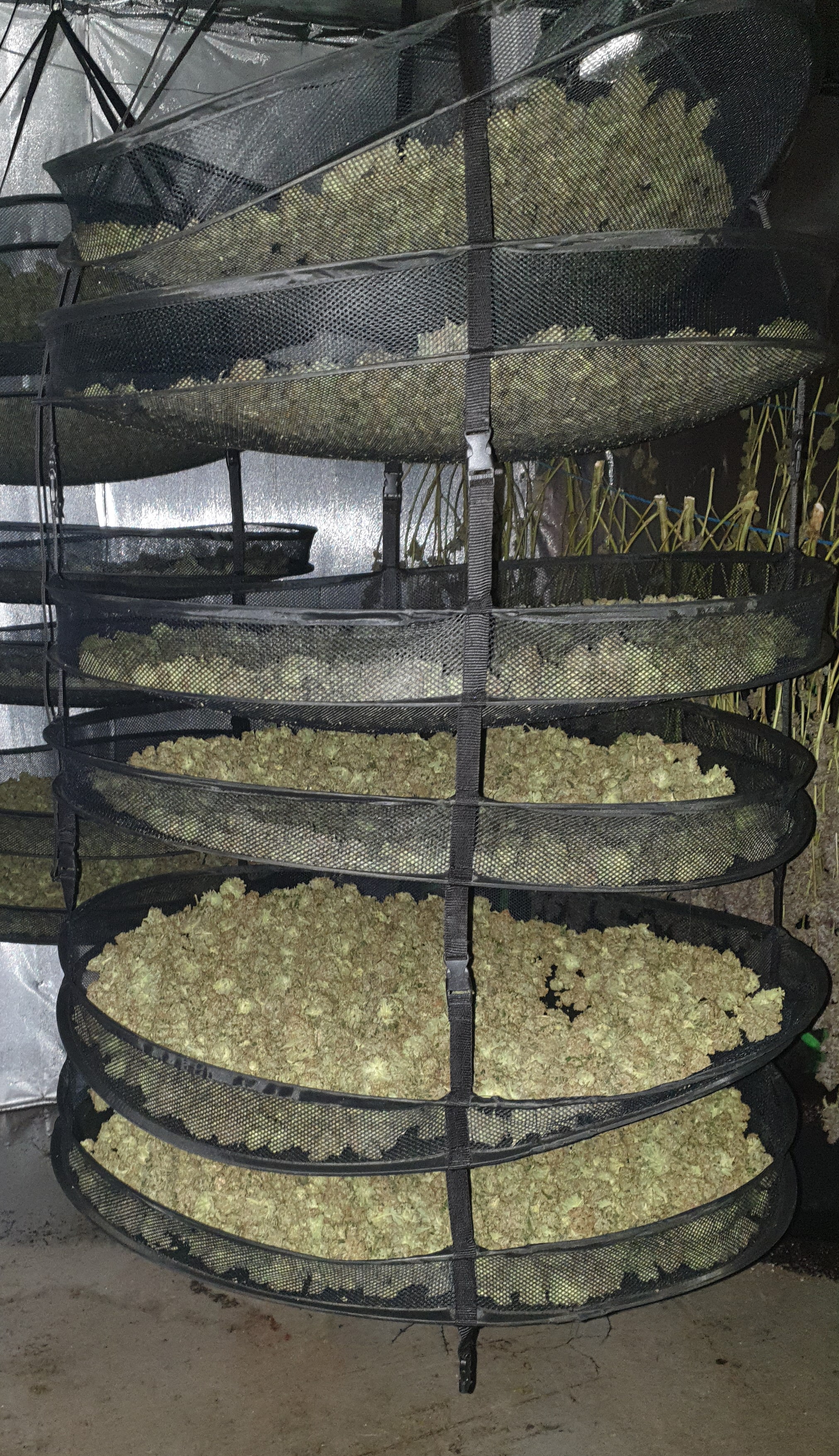Bolton cannabis farm