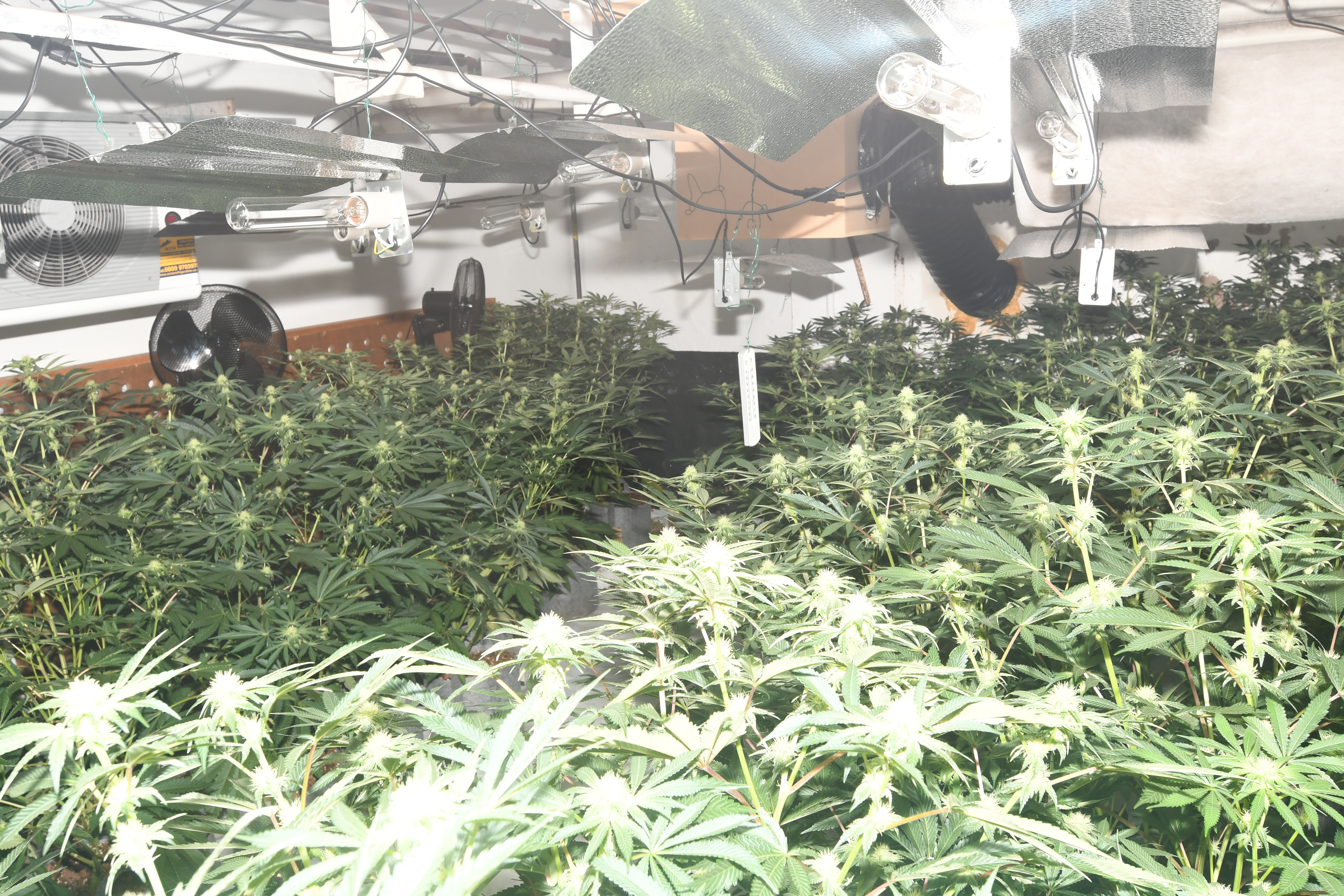 Cannabis farm at Bull's Head