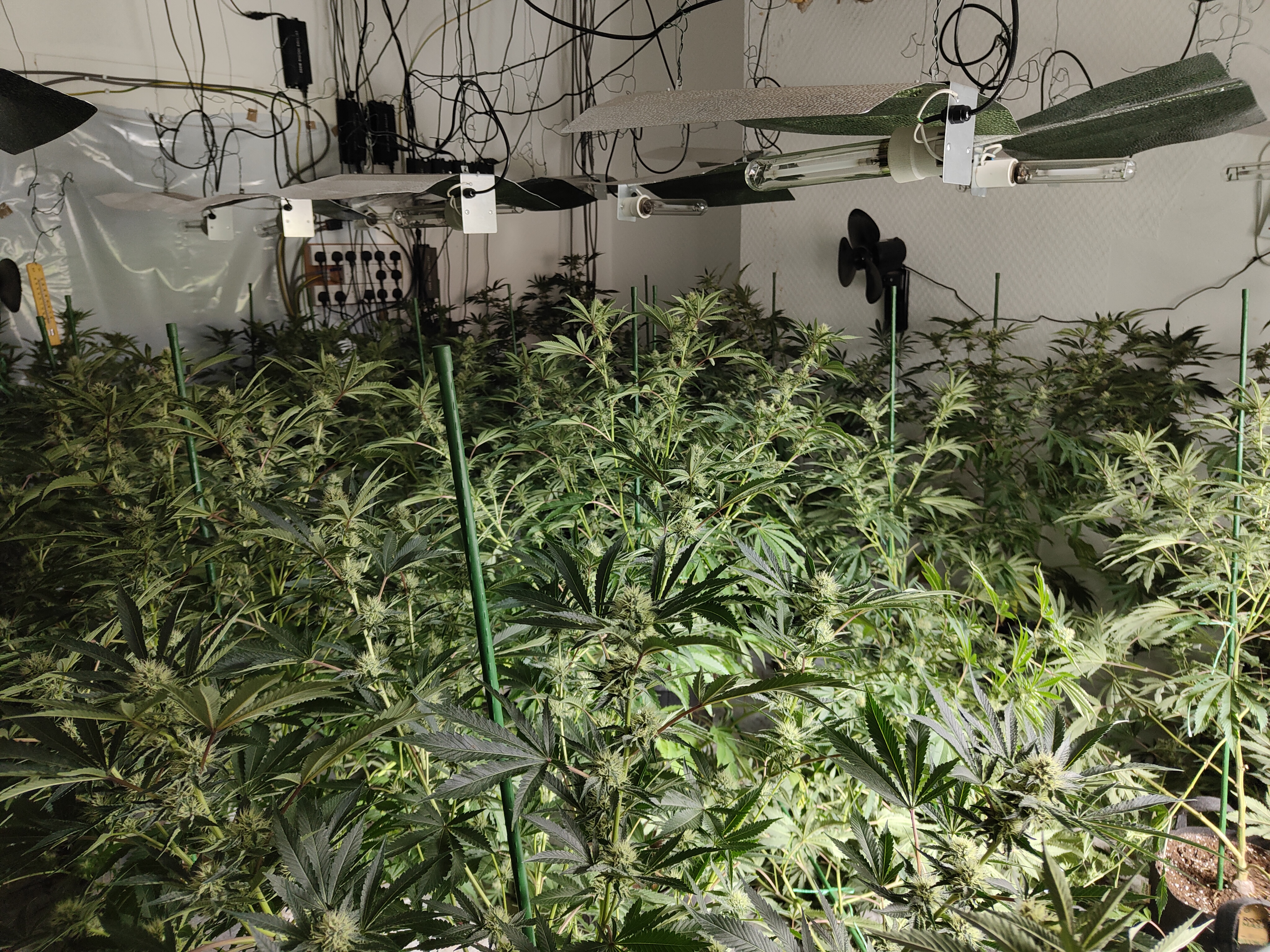 Wigan cannabis farm