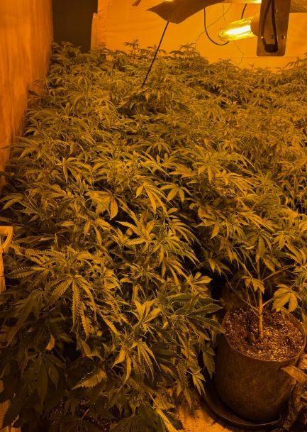 Salford cannabis farm