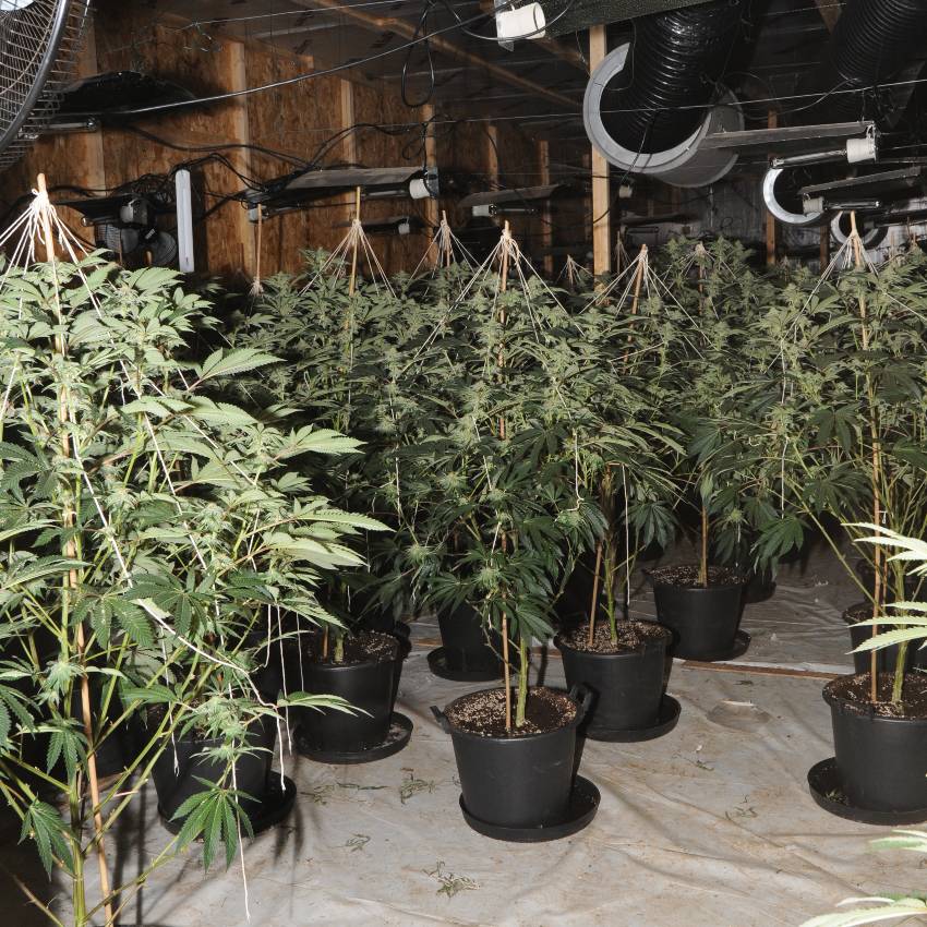Cannabis farm, Rochdale