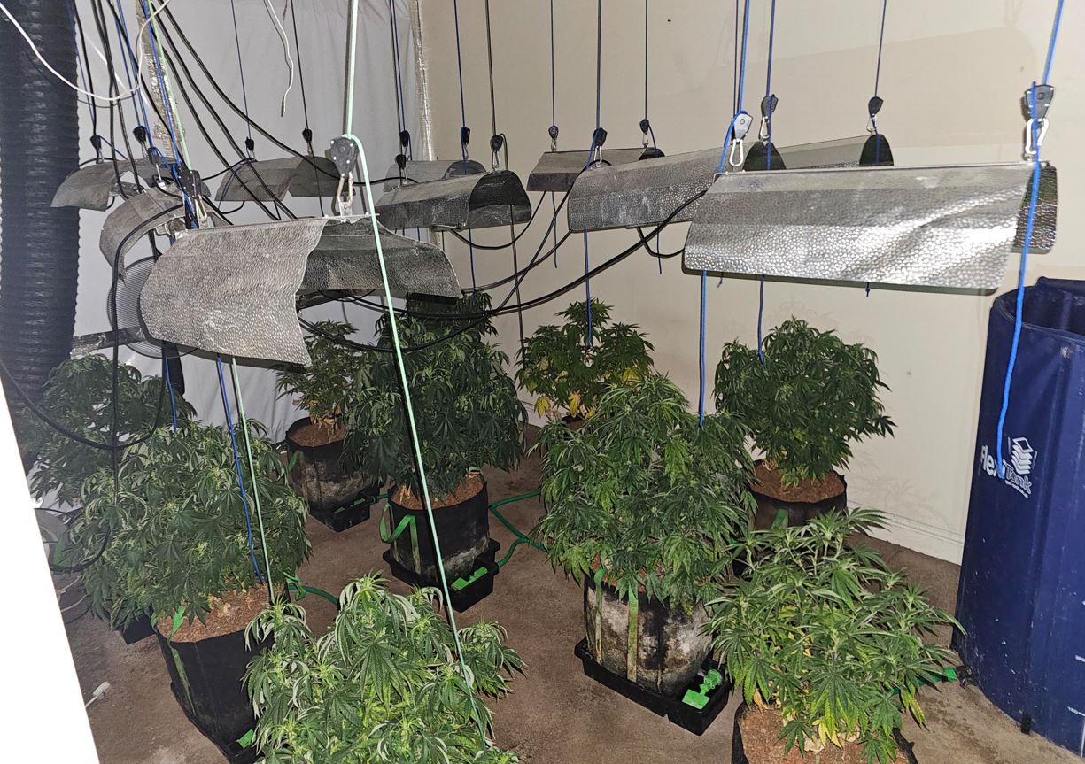 Cannabis farm