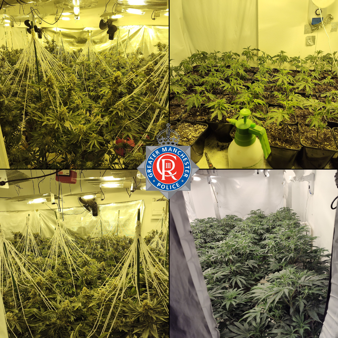 Cannabis plants