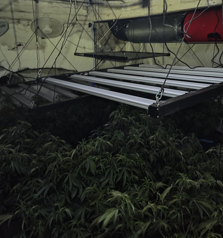 Derker Cannabis Farm