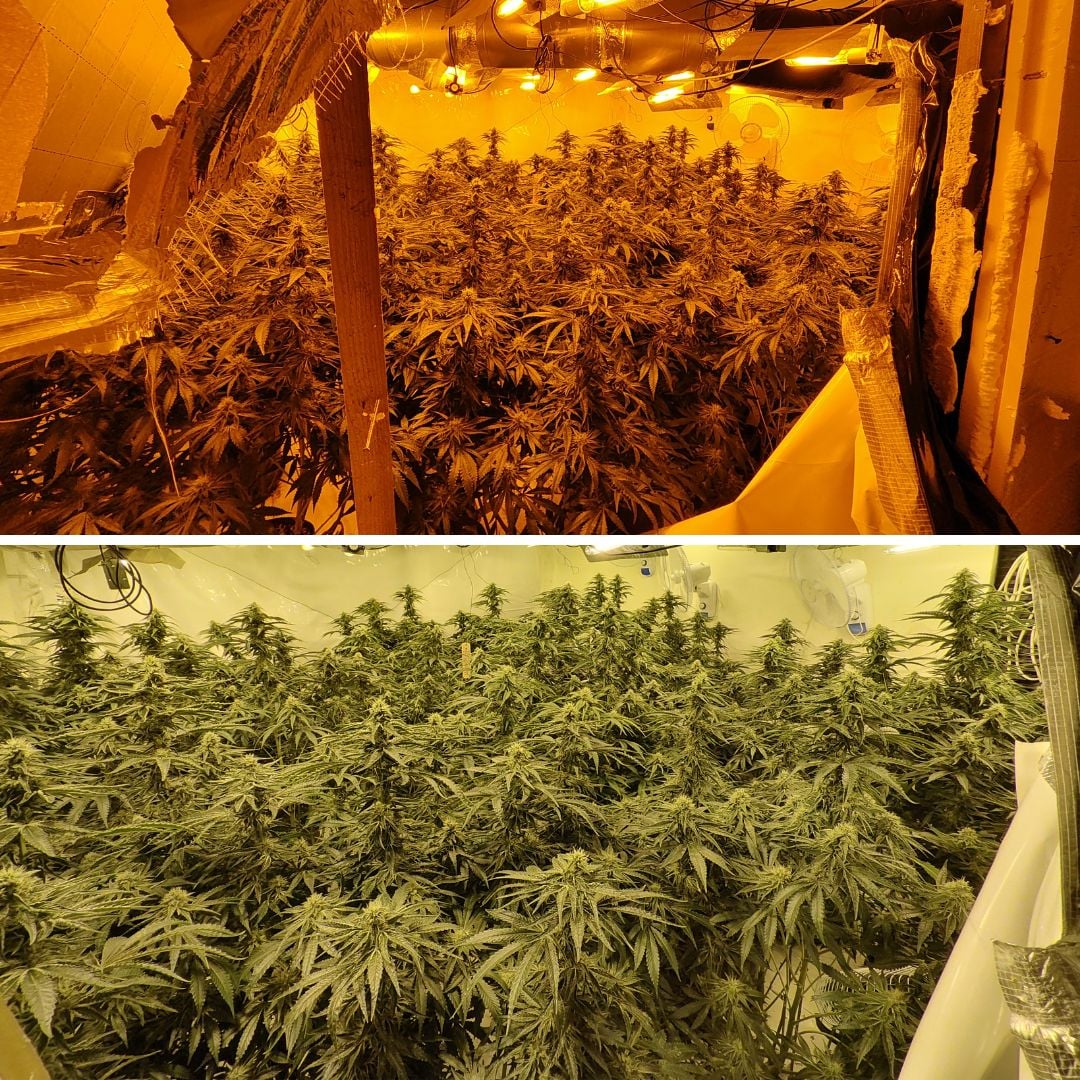 Cannabis farm