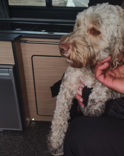 Final dog recovered