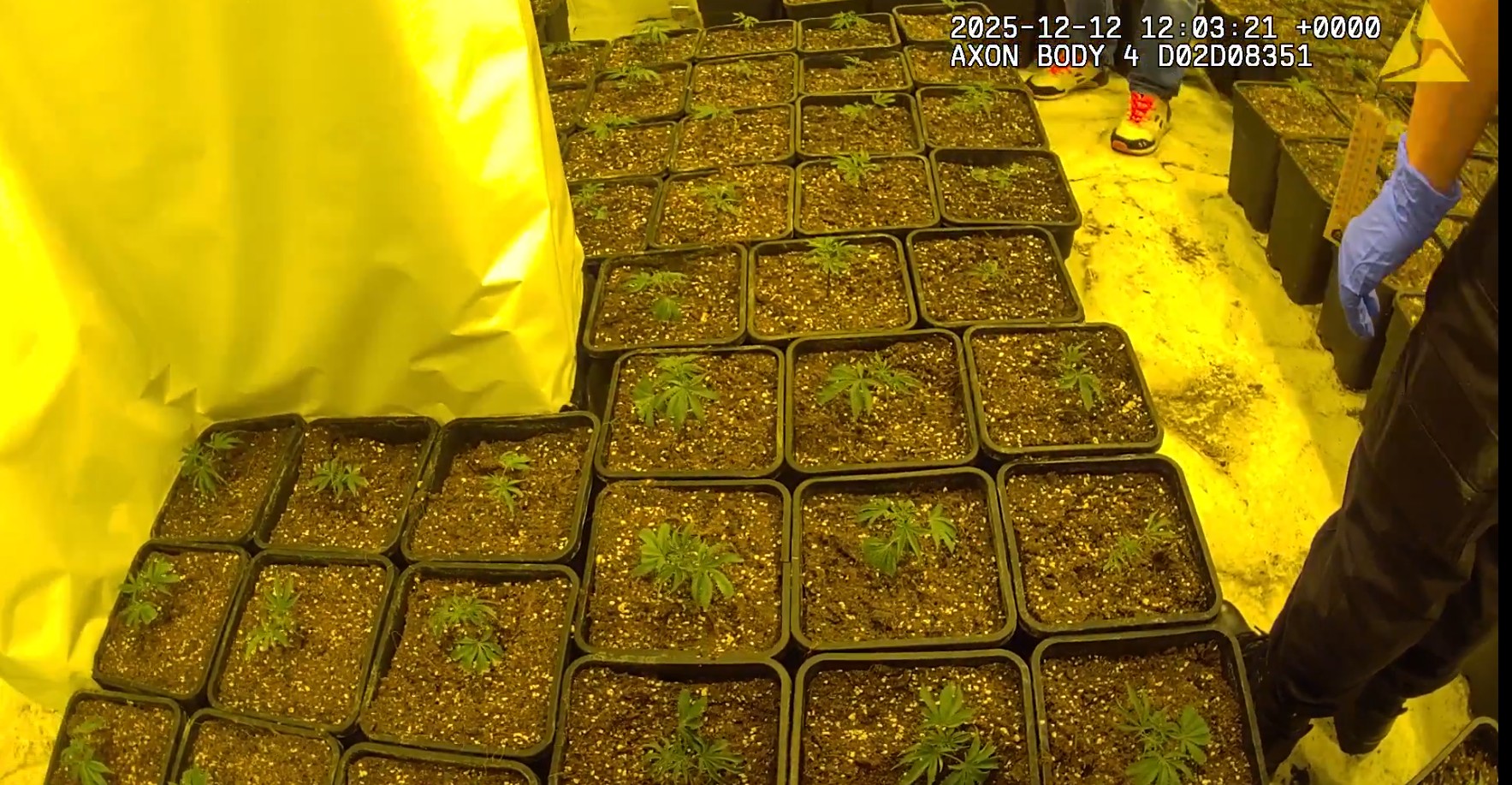 Heywood Cannabis Farm.jpg