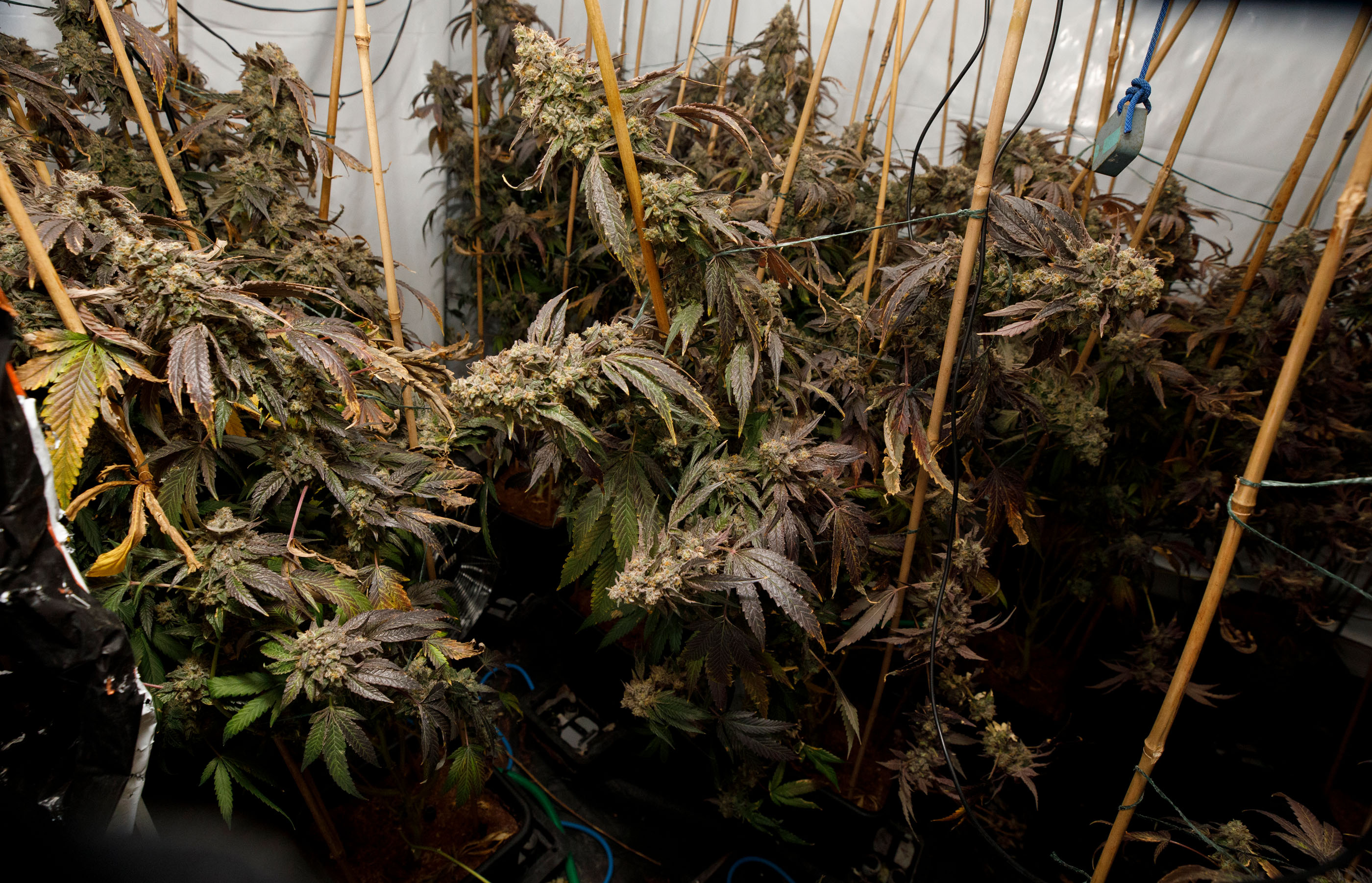 Cannabis farm found in address in Farnworth.