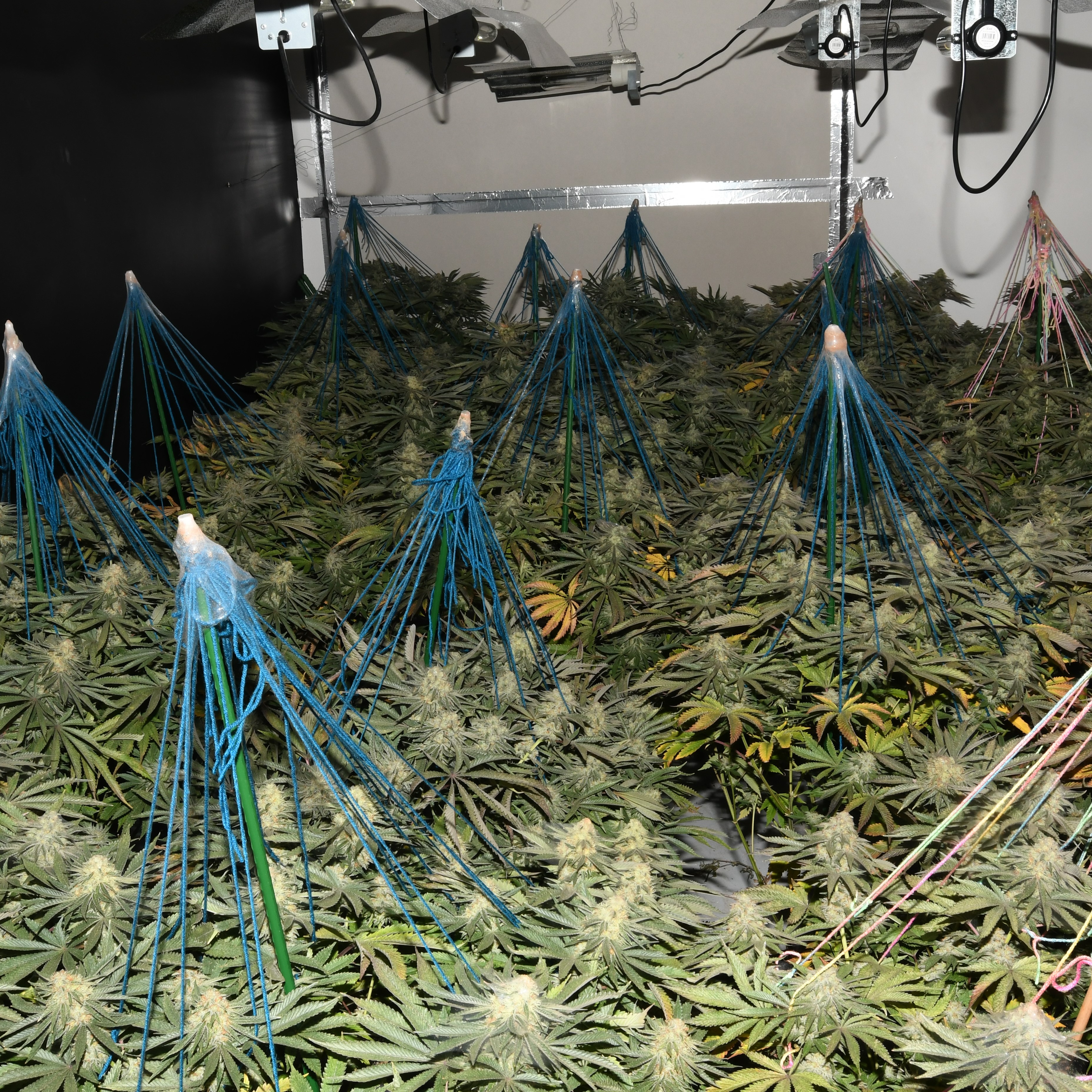 Cannabis plants worth an estimated £200k seized in Rochdale