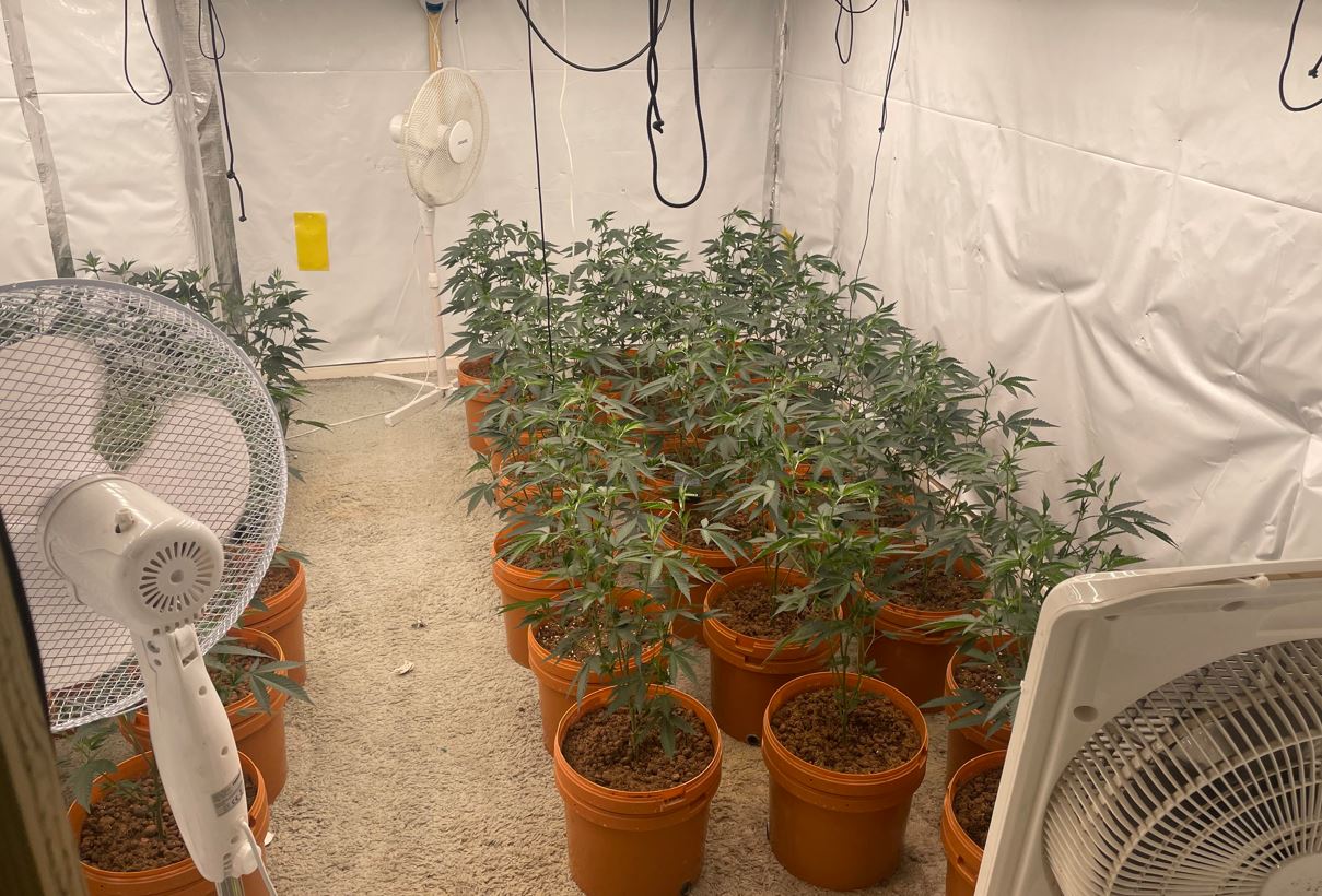 Cannabis farm Rochdale